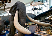 African elephant,museum display