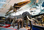 Natural History Museum's Mammal Gallery