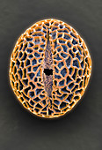 Leptoglossis pollen grain,SEM
