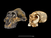 Australopithecus and Homo habilis skulls