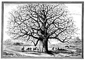 Monkeybread tree,19th century