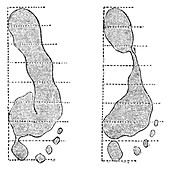 Footprint forensics,19th century