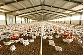 Chicken farm