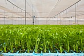 Celery in a greenhouse