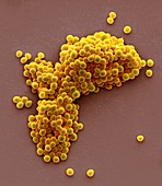 Streptococcus thermophilus bacteria,SEM
