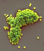 Streptococcus thermophilus bacteria,SEM