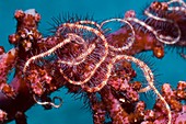 Brittlestars on soft coral