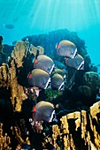 Redtail butterflyfish and coral