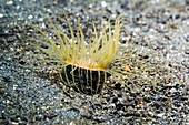 Tube anemone