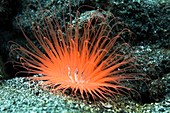 Tube anemone