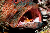 Cleaner shrimp on a grouper
