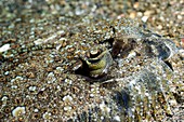 Leopard flounder in sand