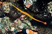 Flagtail pipefish with eggs