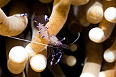 Commensal shrimp on a reef