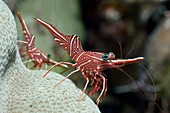 Hingebeak shrimp on a reef