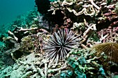 Banded sea urchin on a reef