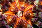 Fire urchin