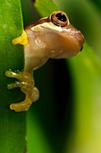 Hourglass treefrog on a leaf