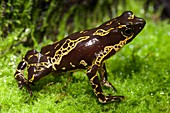 Harlequin toad