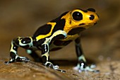 Poison arrow frog