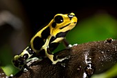 Poison arrow frog