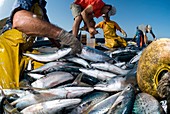 Mackerel catch