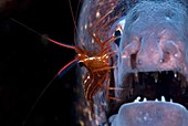 Cleaner shrimp and moray eel