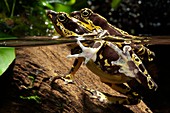 Harlequin toads mating