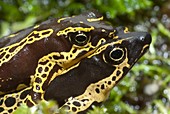 Harlequin toads mating