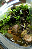 Tropical vivarium