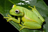 Poison arrow frog