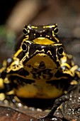 Harlequin toads mating