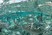 Atlantic bonito in a fishing net