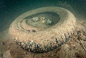 Submerged tyre