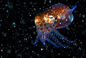 Atlantic bobtail squid