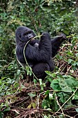 Mountain gorilla male feeding