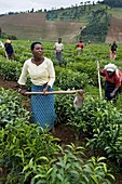 Rwandan tea pickers