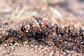 Army ants hunting