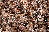 Army ants