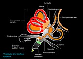 Inner ear anatomy,artwork