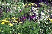 Summer herbaceous planting