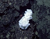Hydrothermal coral