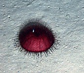 Hydrothermal sea urchin