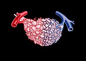 Lung alveolus blood supply,artwork
