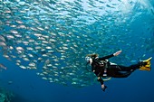 Diver and reef fish