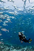 Diver and reef fish