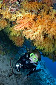 Diver exploring a reef