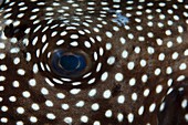 Eye of a guineafowl pufferfish