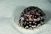 Tiger cowry