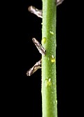 Asian citrus psyllids